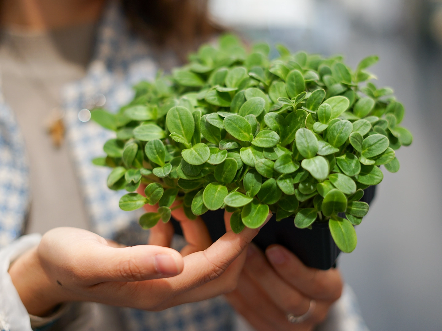 vegetales-transformados-ataraxial